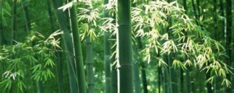 竹子比喻什么样的人 - 匠子生活
