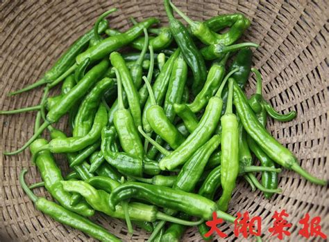 蜀椒图片