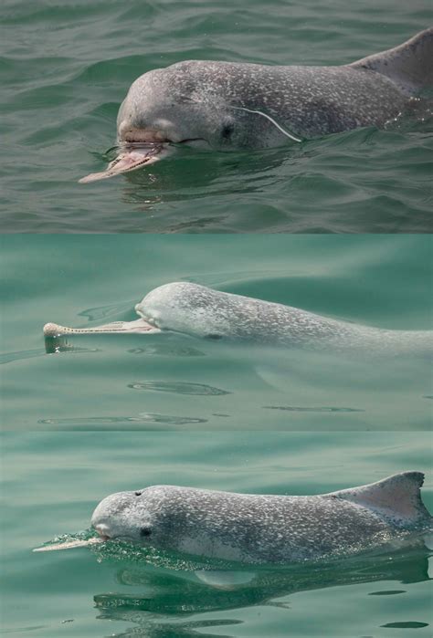 广东南澳岛现5只粉色海豚，中华白海豚主要分布在哪里？是保护动物吗？- 理财技巧_赢家财富网