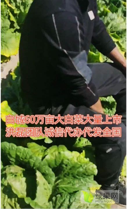 辽宁海城：白菜收获忙 - 图片新闻 - 网站新闻 - 陇萃源