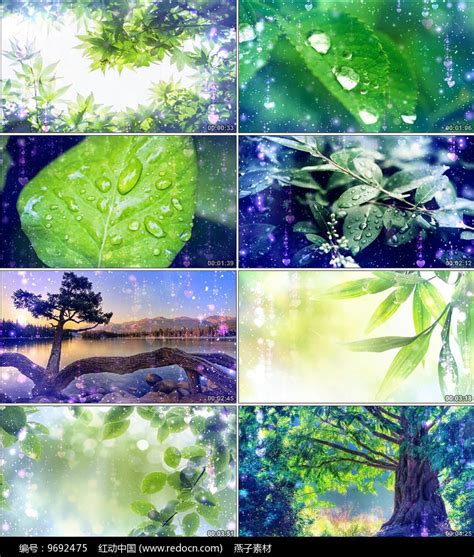 绿叶对根的情意——周萍 - 协会资讯 - 珠海市摄影家协会