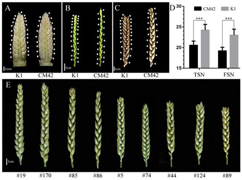 成都生物所在小麦小穗数形成遗传基础解析方面取得进展----中国科学院成都生物研究所