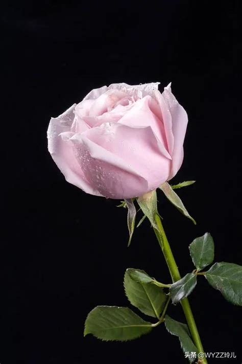 手持一朵玫瑰花素材图片免费下载-千库网
