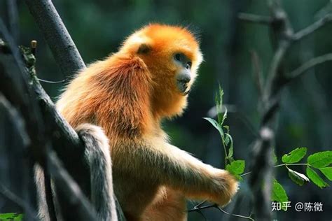 仅剩200只成熟个体：贵州独有的黔金丝猴，已经极度濒危了__财经头条