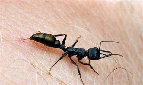 世界上最危险的蚂蚁排名，子弹蚁第一(2)_巴拉排行榜
