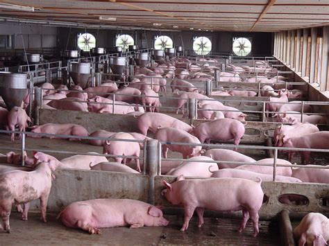 养殖猪需要多少资金_全球加盟网