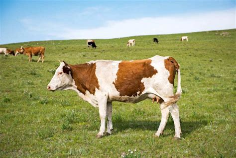 比较好的肉牛品种有哪些，不同品种各具特点 - 农敢网