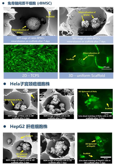 彩色细胞核结构横断面png图片免费下载-素材7JNqgUPgU-新图网