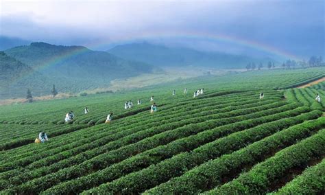 国内茶叶生产企业排名(国内茶叶茶企业排名) - 茶叶知识 - 金档茶百科