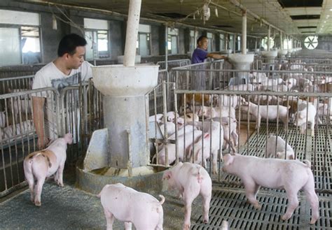 生猪市场价格多少钱一斤？2018年生猪价格行情预测 -猪价预测