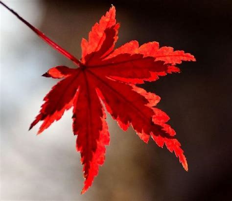 秋季关于欣赏枫叶的心情说说 描写秋季枫叶优美的句子-说说控