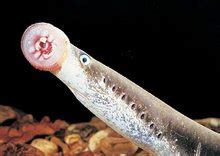 七鳃鳗目·七鳃鳗科：海七鳃鳗产卵