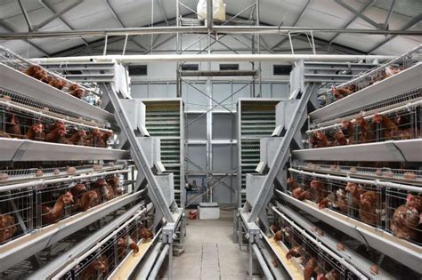 家禽饲养如何实现智能化 - 河南维森机械有限公司