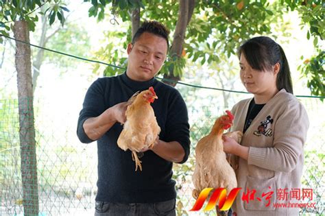 一家养鸡场的商业实践：循环农业+农旅结合（附案例剖析）|养殖业|产业链|田瑞_新浪新闻