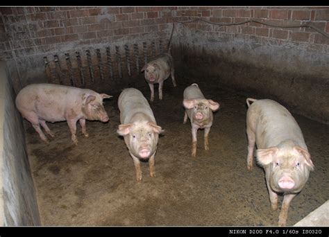 【憨态可掬的猪摄影图片】农家猪圈生态摄影_阿童摄影_太平洋电脑网摄影部落