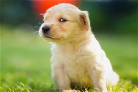 十大最听话的狗狗排名：吉娃娃上榜，金毛寻回犬第一 - 宠物