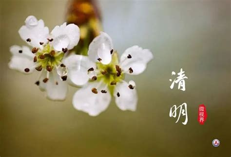 【网络中国节•清明】最是人间四月天，一院盛景正清明-外语学院