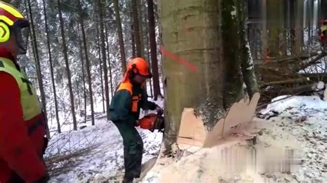 森林砍树伐树倒破坏自然视频视频素材,延时摄影视频素材下载,高清1920X1080视频素材下载,凌点视频素材网,编号:280512