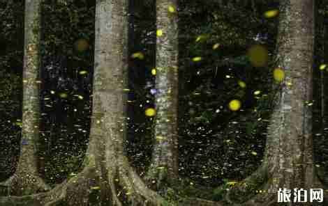 萤火虫在森林里飞舞泰国巴真武里夜间灌木丛中的萤火虫高清图片下载-正版图片506514466-摄图网