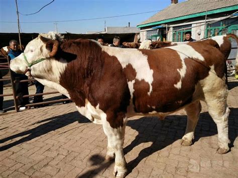内蒙古西门塔尔种牛基地 产肉量高 八百斤的基础母牛价格 吉林四平 福成五丰-食品商务网