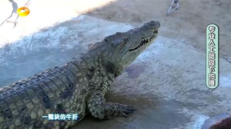 童趣大冒险：鳄鱼王现身夺食，一鳄当先无鳄可敌！