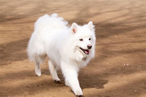 日本狗品种有哪些（日本名犬大全图片名字） - 胖萌舍宠物网