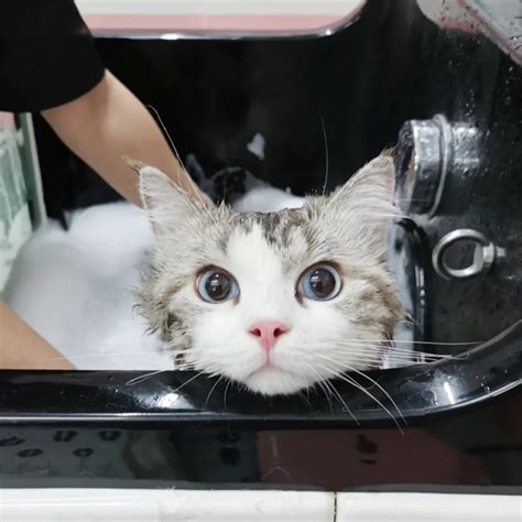 猫咪洗护-接送洗护-服务项目-宠小微