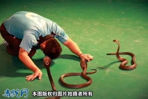 眼镜王蛇捕食同类蛇，上演大蛇吃小蛇画面_腾讯视频