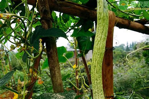 西瓜种子怎么种才好？注意控制温度和浇水 - 农敢网