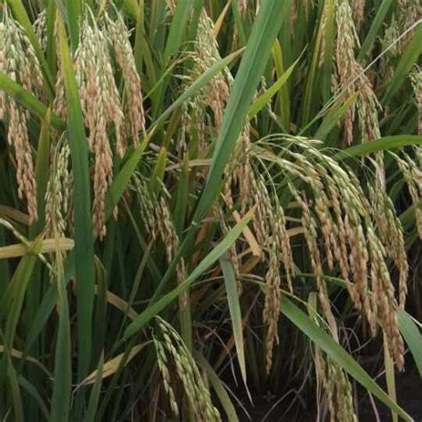 高产水稻种子可留种常规直播旱稻种旱谷香米旱稻籽糯谷种稻谷种子-阿里巴巴