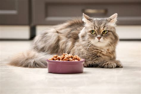 反刍动物是什么？为什么猫粮狗粮不能喂食反刍动物？__财经头条