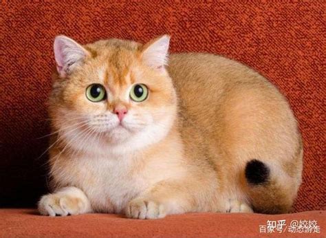 金渐层猫是什么品种，金渐层猫性格优缺点 - 动物健康 - 宝妈育儿常识网