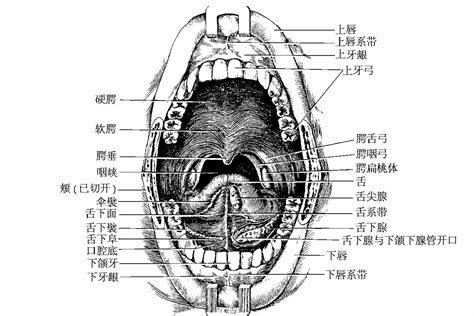 人体口腔结构图 人体口腔结构图及名称 - 苗苗知道