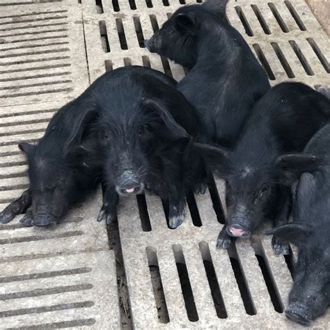 文昌北京黑猪崽多少钱一头北京黑猪养殖场2022已更新(今日/要点)-祥炬养殖