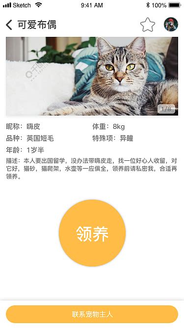 简约彩色宠物领养app首页-包图网
