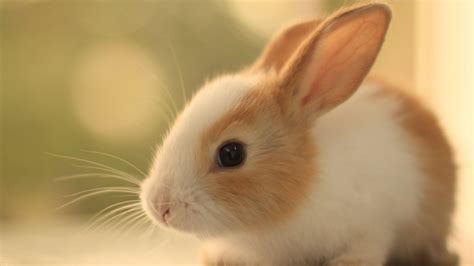 三只小兔子摄影图__家禽家畜_生物世界_摄影图库_昵图网nipic.com