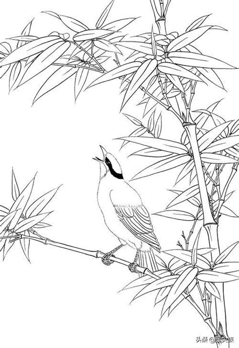 Mlito | 黑白线描手绘竹子