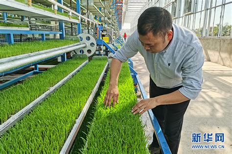 农 委：育秧新发明---水稻无土水卷苗育秧技术在常州市获得成功