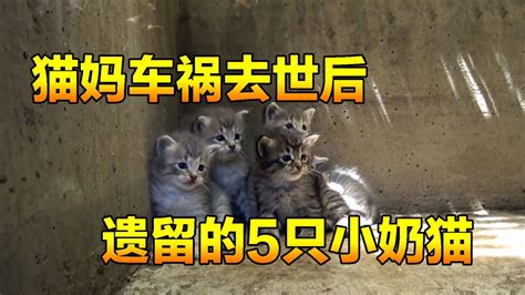 猫猫意外去世，遗留了5只被困下水道的小奶猫，它们能否得到救助_高清1080P在线观看平台_腾讯视频