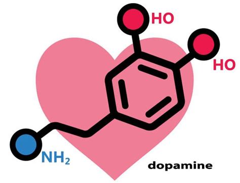 多巴胺是怎样产生的，它对人体的影响是那些？ - 知乎