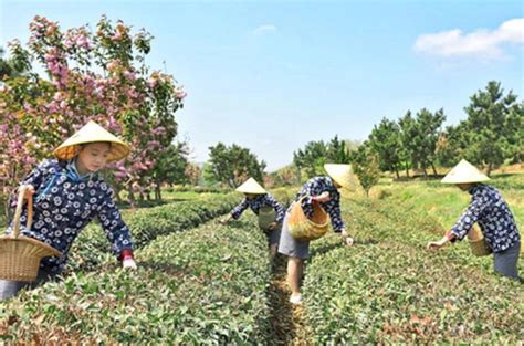 产业兴 百姓富 生态美山东威海乳山茶产业打地域特色品牌_农产茶业_食安山东网