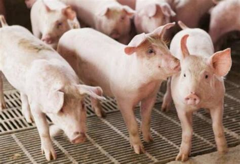 养猪行业的现状和发展前景如何？ - 知乎