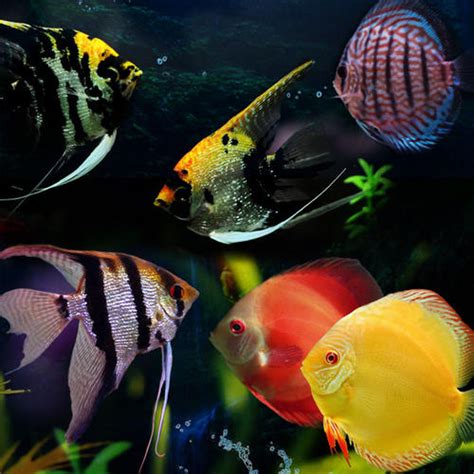 常见的热带鱼有哪些品种 常见的热带鱼品种大全_查查吧