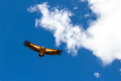 鸟的祖先是什么动物?全身长满羽毛(能滑翔或低飞)-小狼观天下