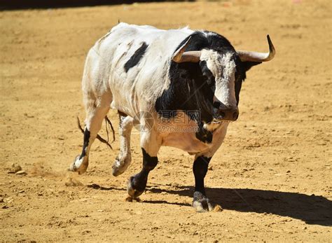 西班牙公牛在绿地里长着大角高清图片下载-正版图片505985600-摄图网