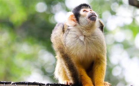 猴子的品种，包括猕猴、懒猴、疣猴等种类 - 新三农
