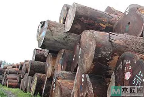 普通木材里什么木最硬-中国木业网