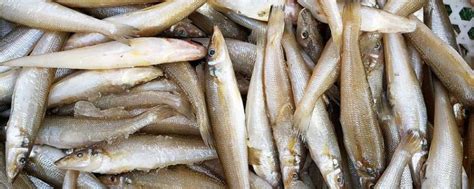 海青鱼和沙丁鱼,海青鱼,青鱼和草鱼的区别_大山谷图库