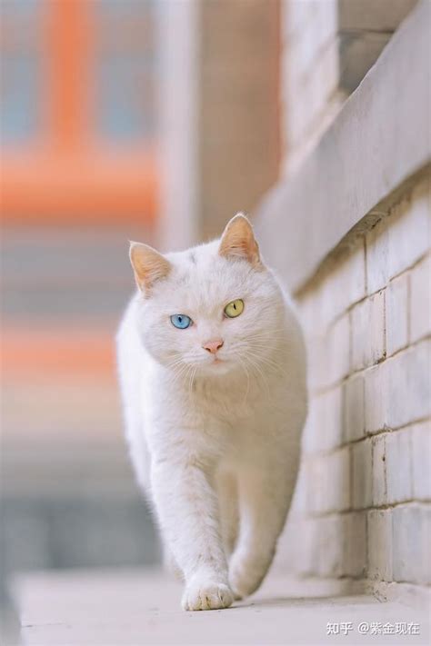 白猫图片大全，白猫壁纸 - 知乎