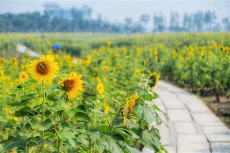 2023钱仓向日葵花海游玩攻略,这里的葵花园是大片农田，田...【去哪儿攻略】